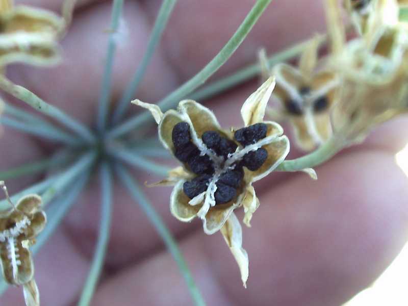 che Allium � ? no, Nothoscordum sp.